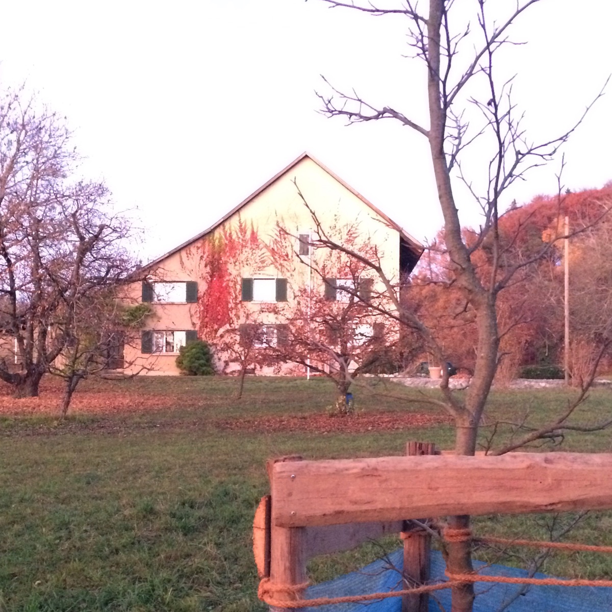image der Amberbaum